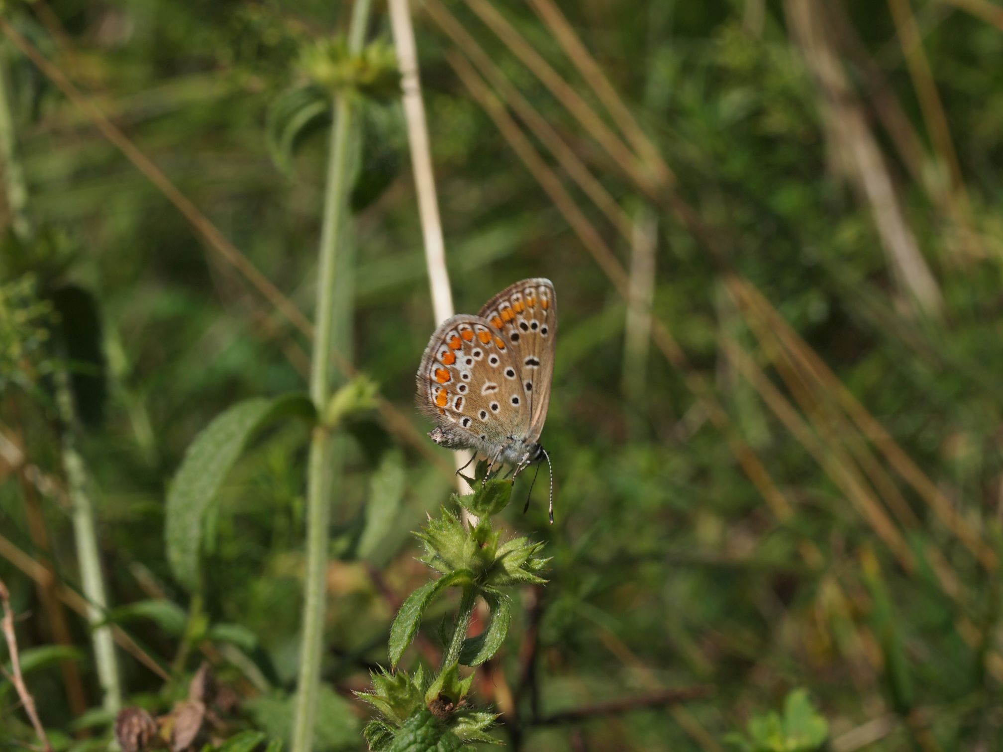 Brauner Waldvogel oder Schornsteinfeger